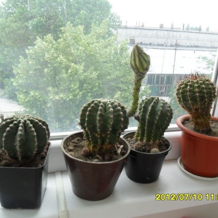 cactusi